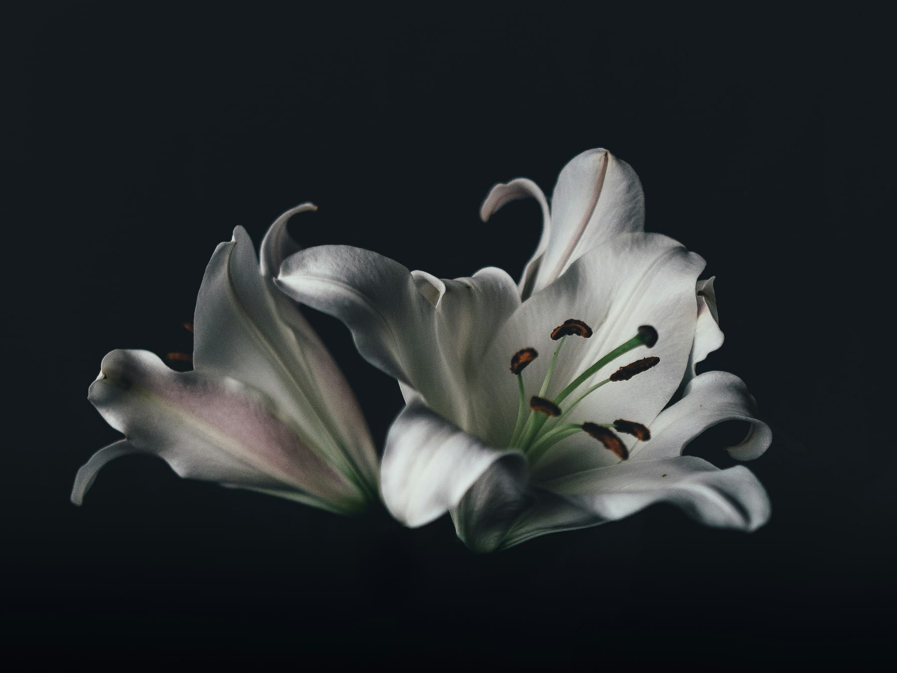 A single white lily